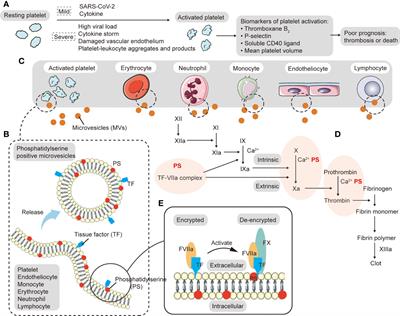 The impact of platelets on pulmonary microcirculation throughout COVID-19 and its persistent activating factors